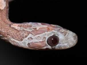 EYE