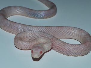 HATCHLING