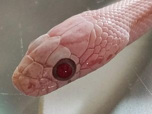 EYE