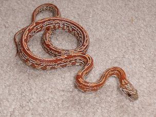 HATCHLING