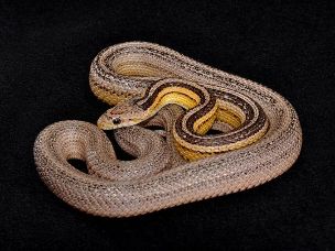 ADULT
