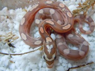 HATCHLING