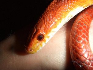 EYE