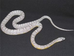 ADULT