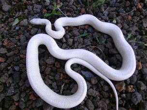 ADULT