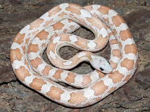 HATCHLING