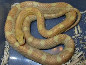 ADULT