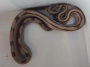 HATCHLING