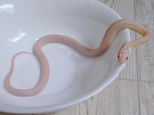 HATCHLING