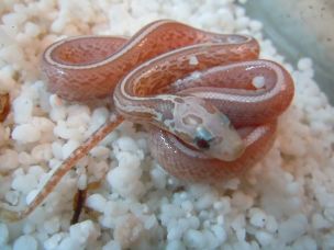 HATCHLING