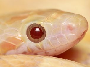 EYE