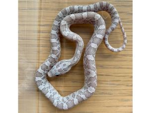 HATCHLING