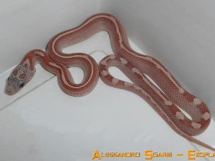 HATCHLING