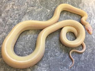 ADULT