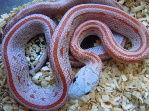 HATCHLING