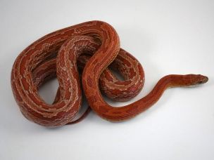 ADULT