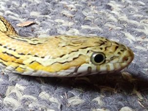 EYE