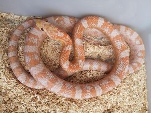 ADULT