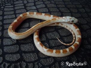HATCHLING