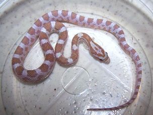 HATCHLING