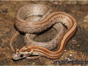 HATCHLING