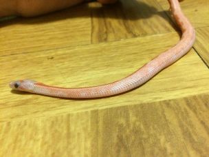 HATCHLING