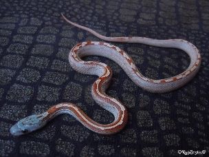 HATCHLING