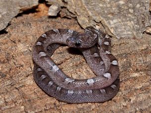 HATCHLING