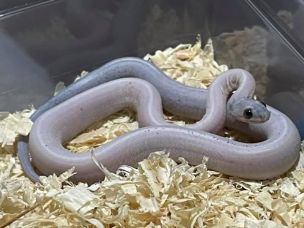 HATCHLING
