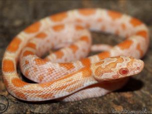 HATCHLING