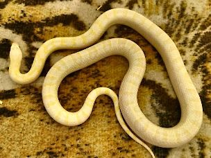 ADULT