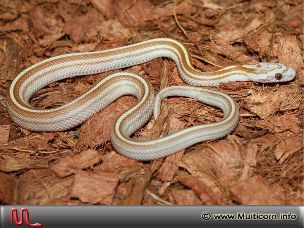 HATCHLING