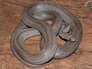 ADULT