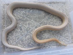 ADULT