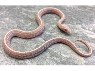 HATCHLING