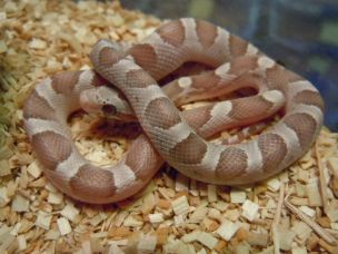 HATCHLING