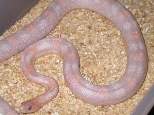 ADULT