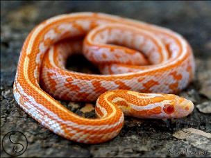 HATCHLING