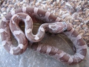 HATCHLING