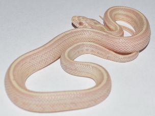 HATCHLING