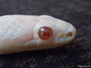 EYE