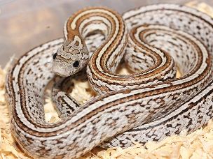 HATCHLING
