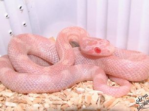 HATCHLING