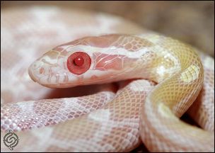 EYE