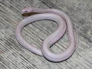HATCHLING