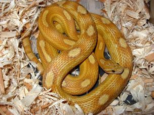ADULT