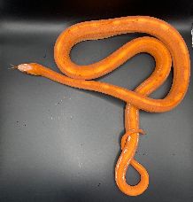 ADULT