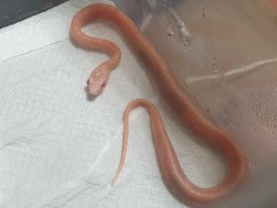HATCHLING