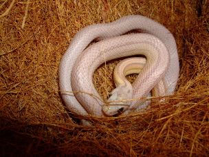 HATCHLING