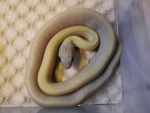 HATCHLING